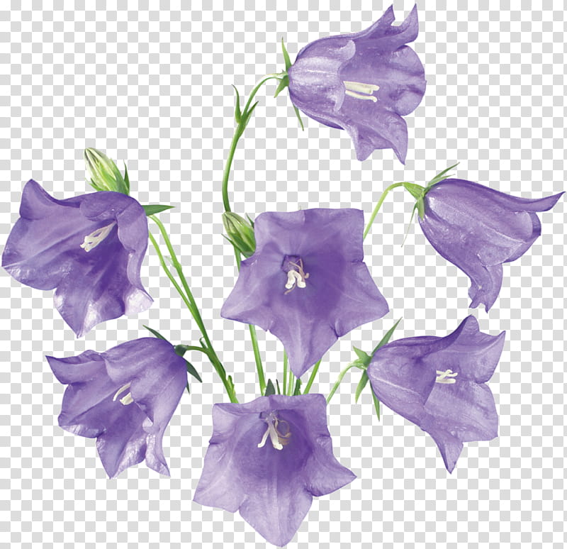 Drawing Of Family, Bellflowers, Cut Flowers, Floral Design, Color, Violet, Purple, Lilac, Lavender, Plant transparent background PNG clipart