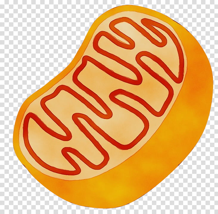 Mitochondrion Eukaryote Chemiluminescence Voting Text, Watercolor, Paint, Wet Ink, Publication, Mean, Threatened Species, Begrip transparent background PNG clipart