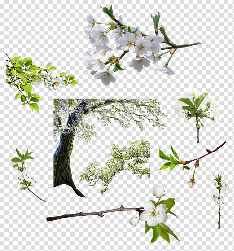 Arbol de flores blancas, white petaled flowers transparent background PNG clipart
