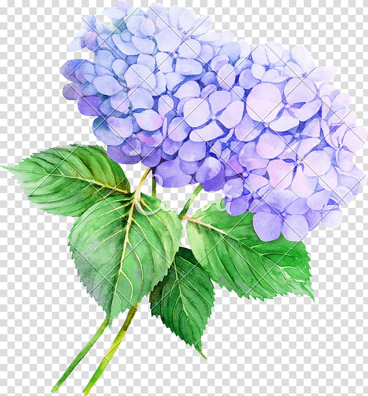 Purple Watercolor Flower, French Hydrangea, Watercolor Painting, Floral Design, Rose, Plant, Hydrangeaceae, Leaf transparent background PNG clipart