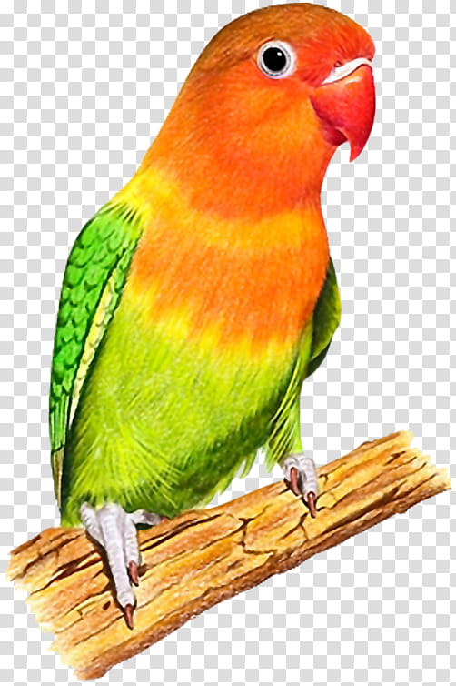 Bird Parrot, Lovebird, Budgerigar, Parrots Of New Guinea, Cockatiel, Parakeet, Lilactailed Parrotlet, Turquoise Parrot transparent background PNG clipart