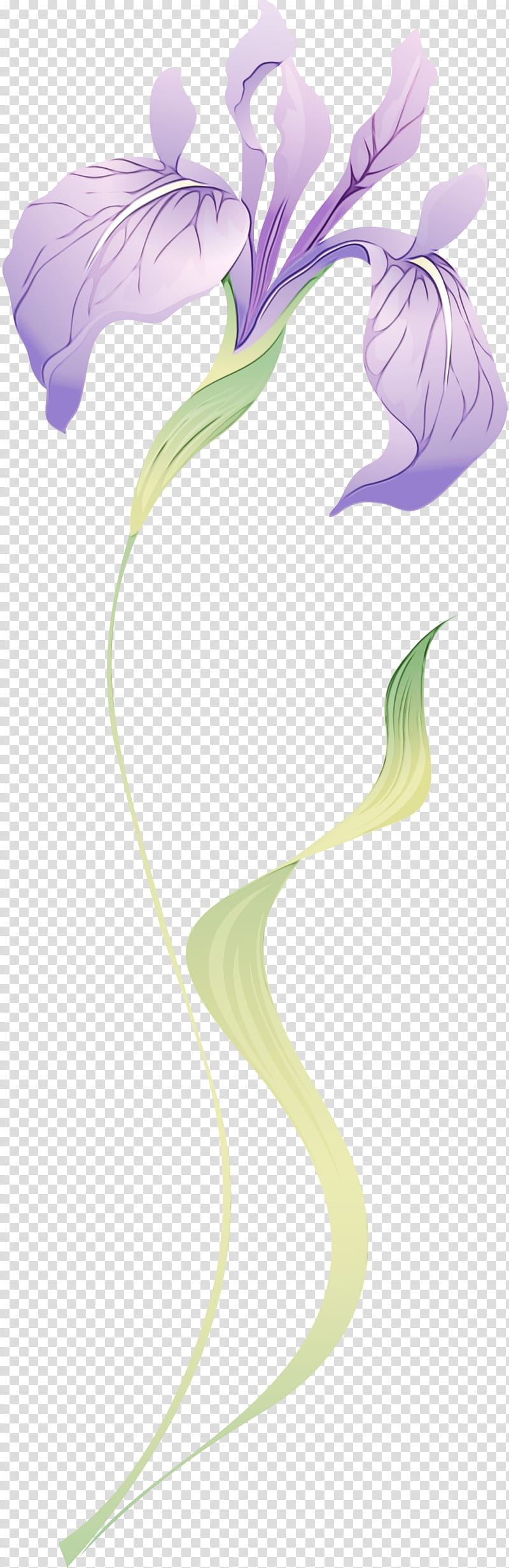 giant white arum lily arum plant flower anthurium, Watercolor, Paint, Wet Ink, Plant Stem, Alismatales, Arum Family transparent background PNG clipart