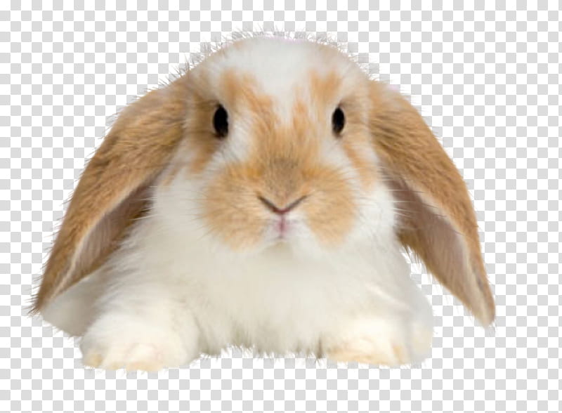 rabbits, white and brown rabbit transparent background PNG clipart