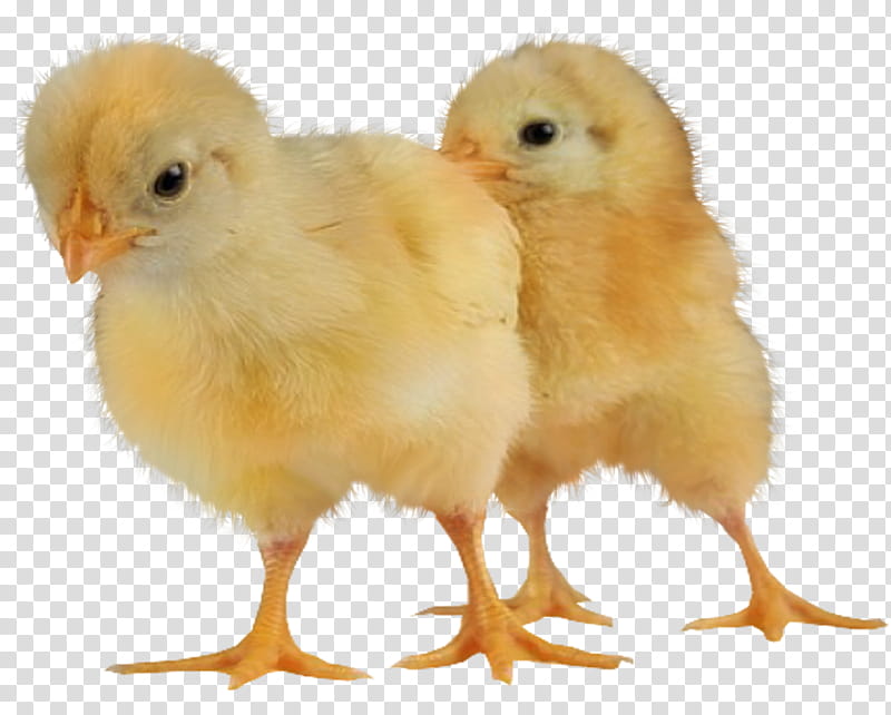 easter theme chickens, two yellow chicks transparent background PNG clipart