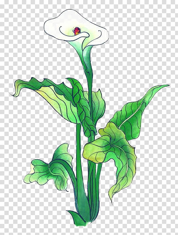 White Lily Flower, Chinese Painting, Shan Shui, Gongbi, Inkstick, Ink Wash Painting, Jackinthepulpit, Giant White Arum Lily transparent background PNG clipart