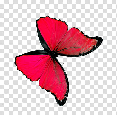 Mariposas, red and black butterfly transparent background PNG clipart