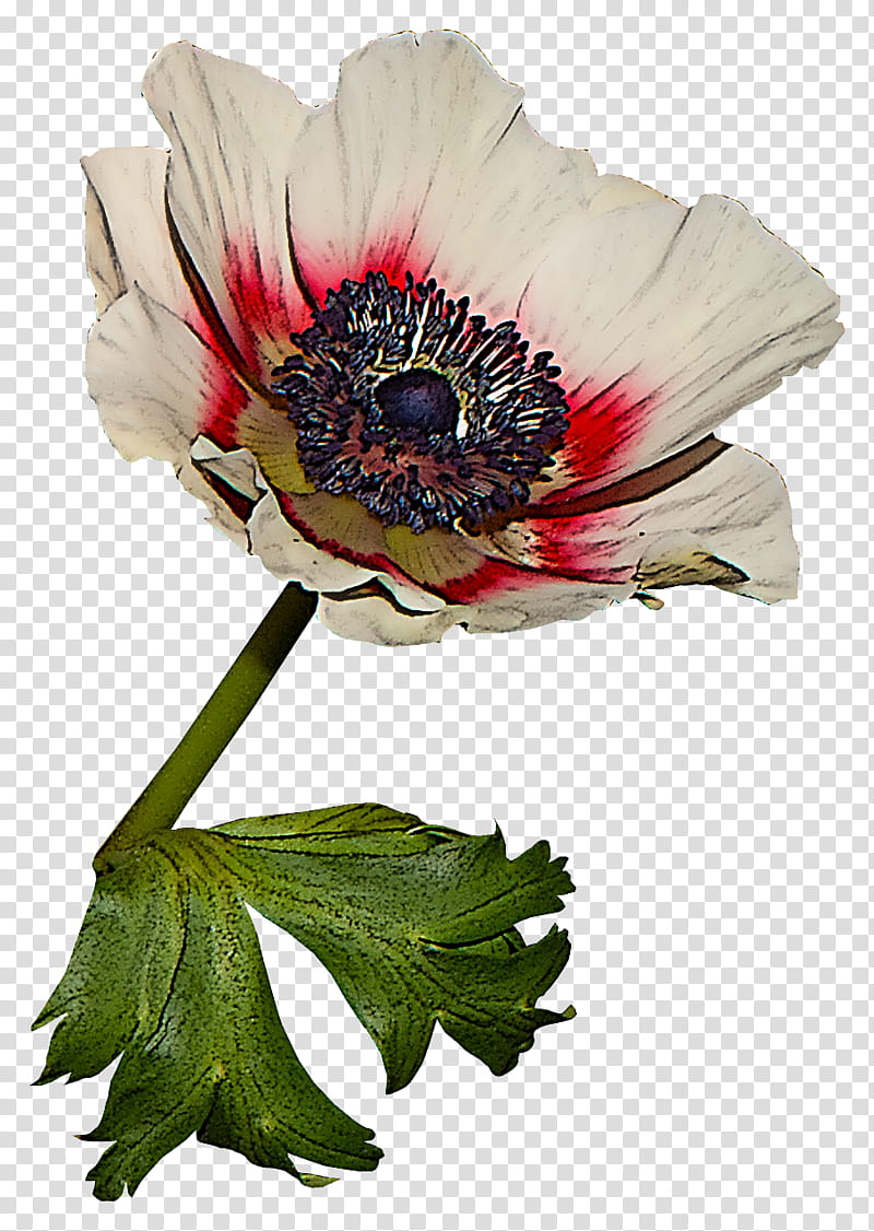 flower plant petal oriental poppy anemone, Barberton Daisy, Gerbera transparent background PNG clipart