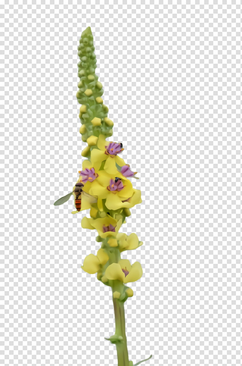 flower plant snapdragon verbascum plant stem, Broomrape, Pedicel, Loosestrife And Pomegranate Family, Lupin transparent background PNG clipart