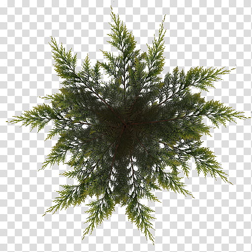 Christmas Tree Branch, Spruce, Pine, Fir, Larch, Christmas Ornament, Twig, Christmas Day transparent background PNG clipart