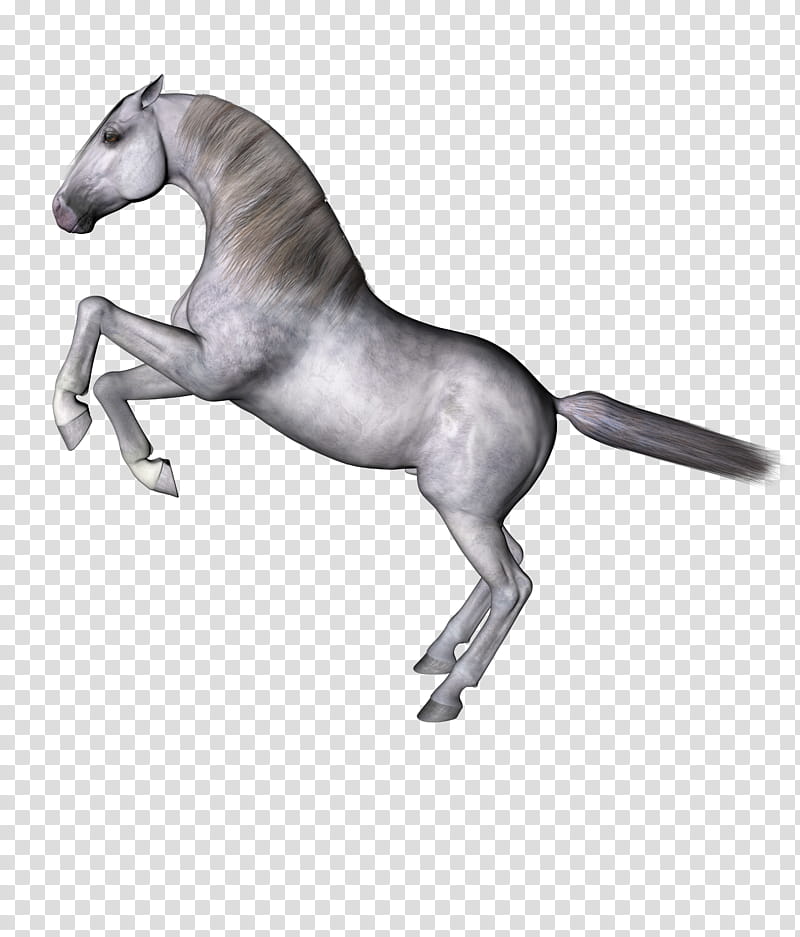 Horses , white horse transparent background PNG clipart