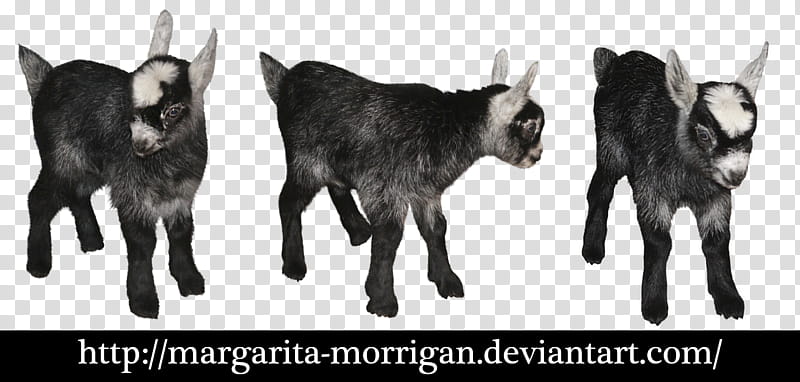 goatling, black goat kid transparent background PNG clipart