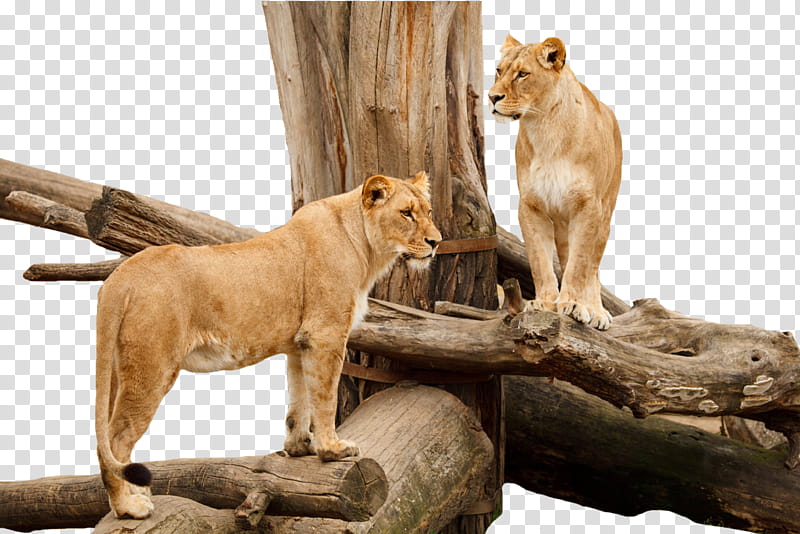 Two Lions on a tree, two lioness on chop logs transparent background PNG clipart