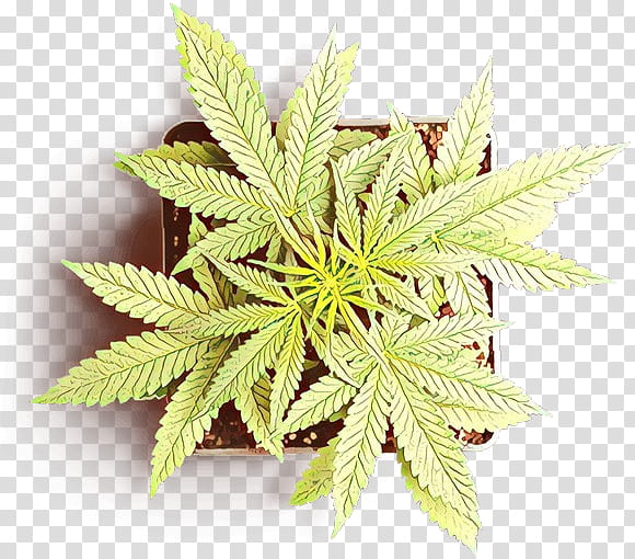 leaf plant flower hemp family hemp, Cartoon, Tree, Rose Order, Cinquefoil, Houseplant transparent background PNG clipart