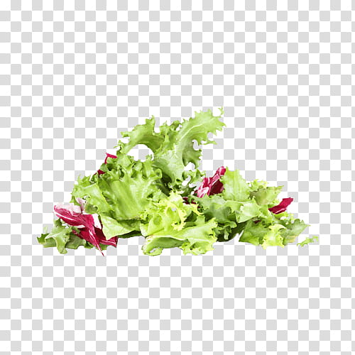 Floral Flower, Lettuce, Cichorium Endivia, Salad, Spring Greens, Number, Thumb, Randomness transparent background PNG clipart