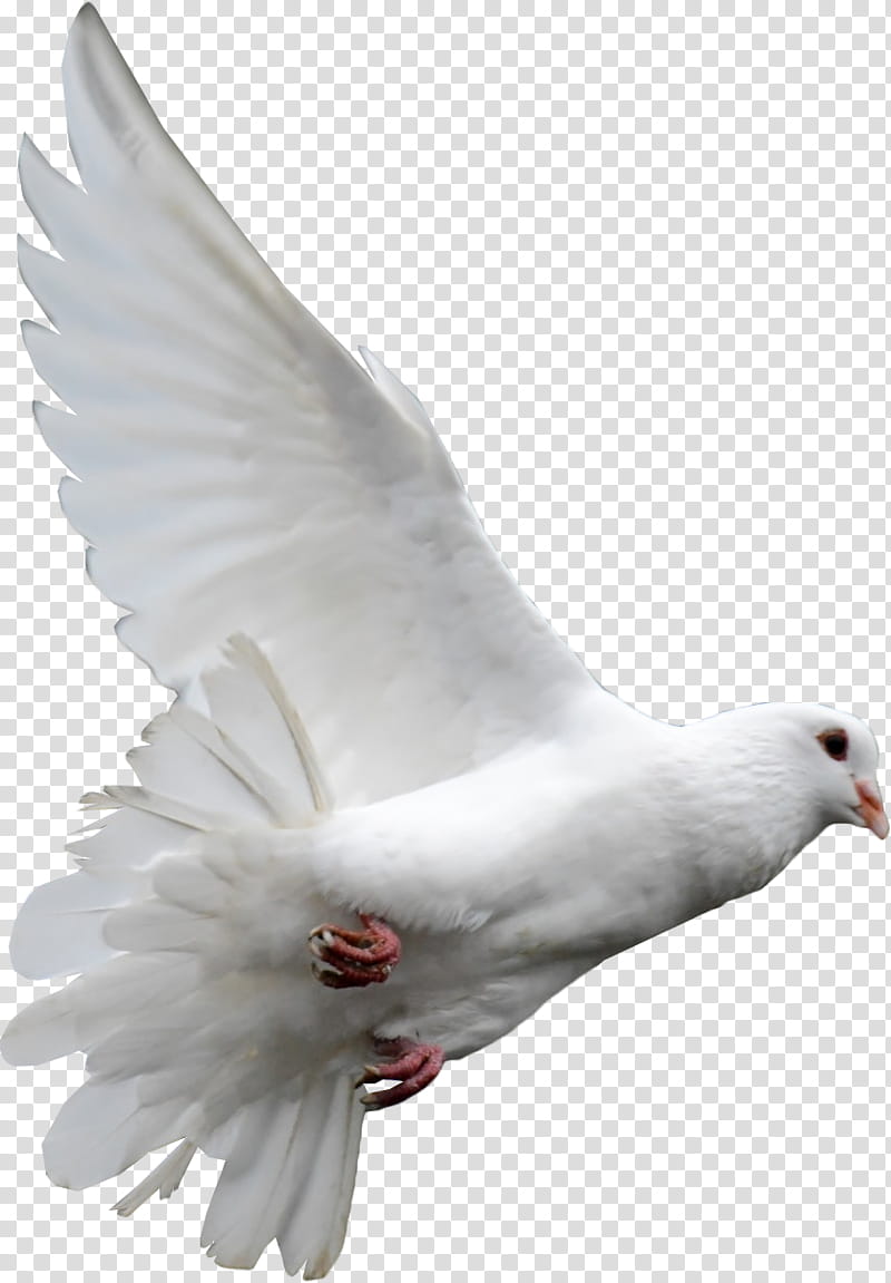 flying white pigeon illustration transparent background PNG clipart