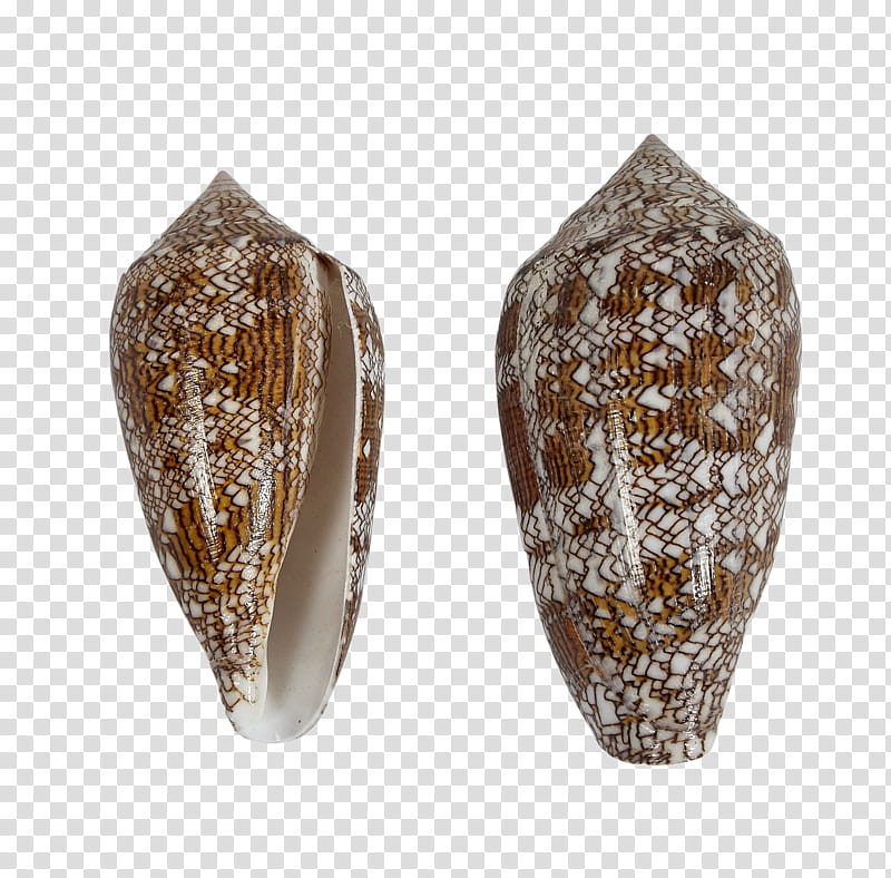 Seashell Artifact, Conchology, Conus Textile transparent background PNG clipart
