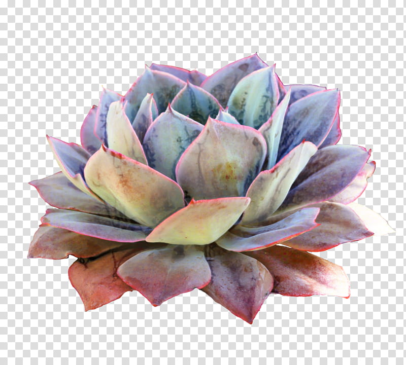 Pink Flower, Succulent Plant, Cactus, Echeveria Elegans, Plants, Rosette, Houseleek, Century Plant transparent background PNG clipart