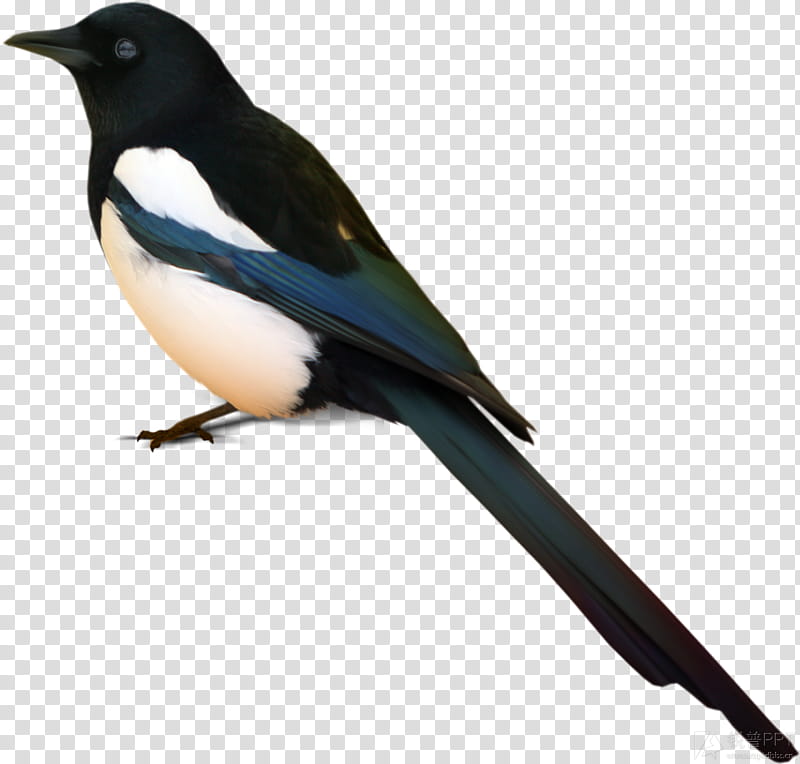Swallow Bird, Eurasian Magpie, Ink, Watercolor Painting, Beak, Crow Like Bird, Perching Bird, Wing transparent background PNG clipart