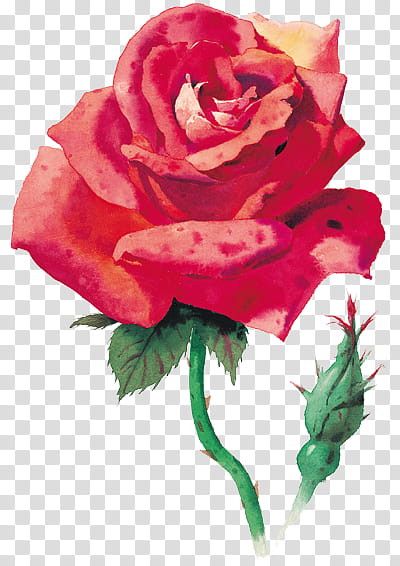 Every Rose Has Its Thorn, red rose illustration transparent background PNG clipart