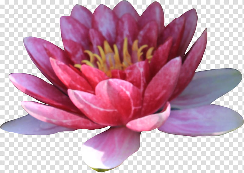 Pink Waterlilly, pink water lily flower art transparent background PNG clipart