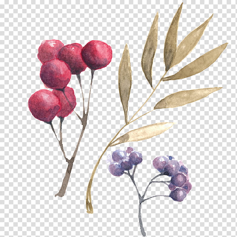 Tulip Flower, Plant, Fruit, Berry, Branch, Tree, Twig transparent background PNG clipart