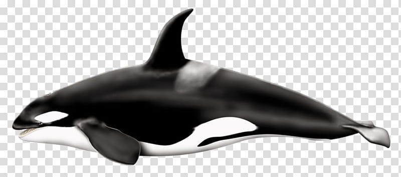 Orcinus Orca, black and white shark illustration transparent background PNG clipart