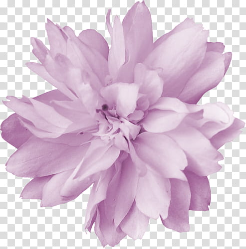 pink petaled flower at bloom transparent background PNG clipart