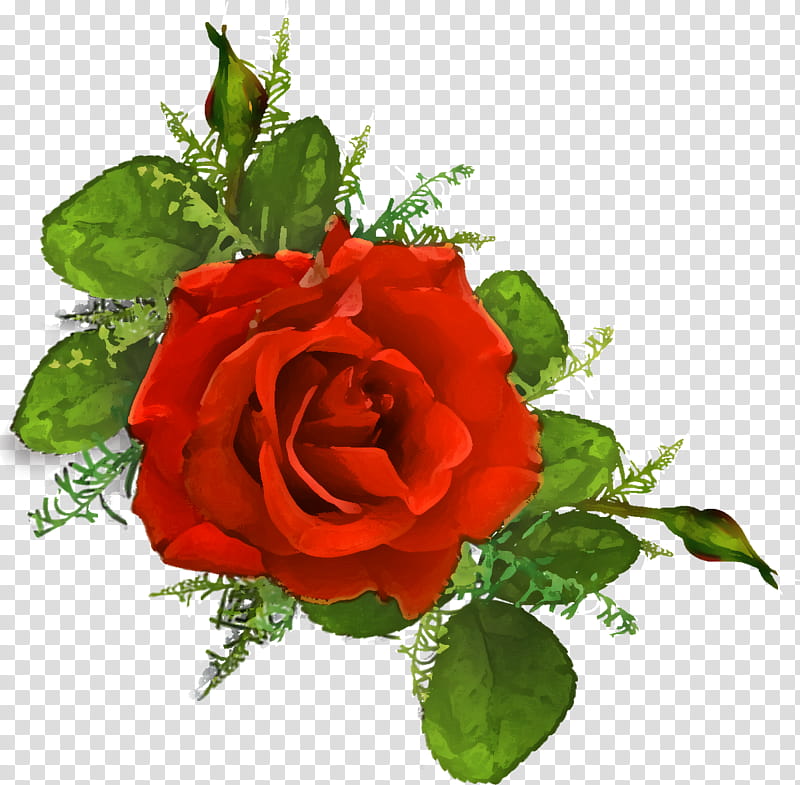 one flower one rose valentines day, Love, Garden Roses, Red, Bouquet, Cut Flowers, Plant, Floribunda transparent background PNG clipart