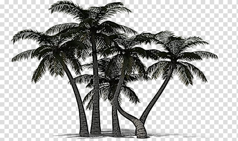 Palm tree, Coconut, Arecales, Elaeis, Blackandwhite, Plant, Woody Plant, Attalea Speciosa transparent background PNG clipart
