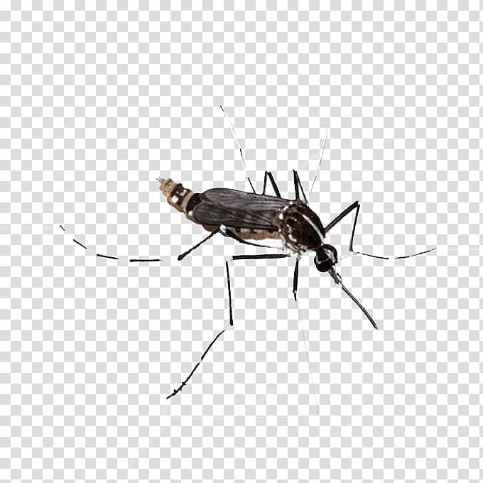 Ant, Mosquito, Chikungunya Virus Infection, Mosquitoborne Disease, Transmission, Dengue Fever, Zika Virus, Health transparent background PNG clipart