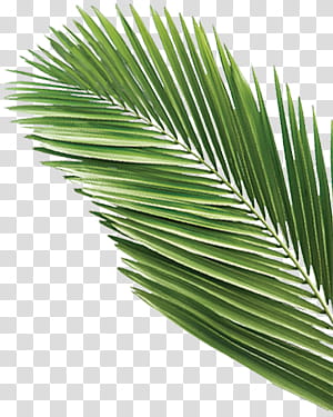 Jungle s, green leafed plant transparent background PNG clipart