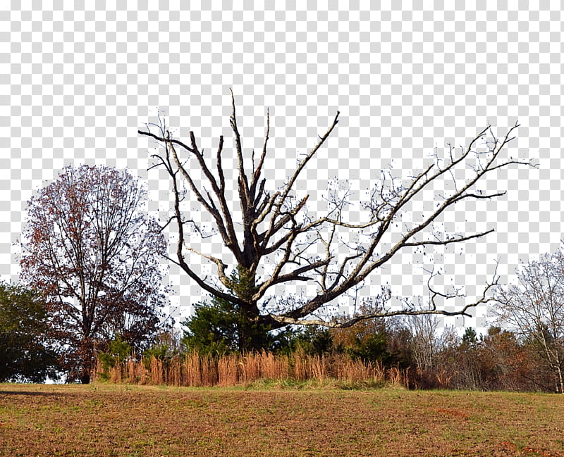 Dead Tree In Full Background , of bare trees transparent background PNG clipart