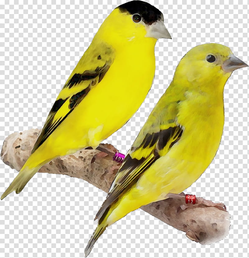 bird finch atlantic canary beak songbird, Watercolor, Paint, Wet Ink, Yellow, Perching Bird, Eurasian Golden Oriole transparent background PNG clipart