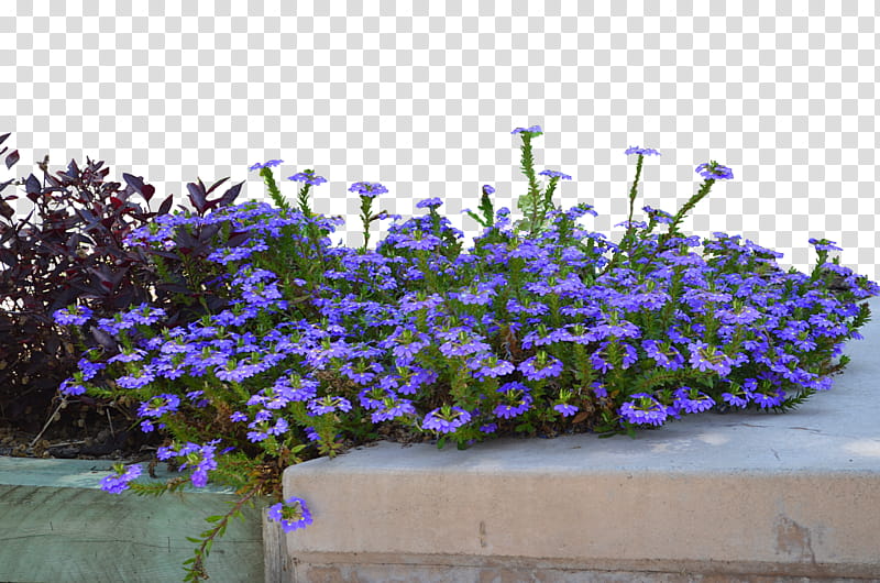 Purple Flowers Nature DSC , shallow focus of blue flowers transparent background PNG clipart