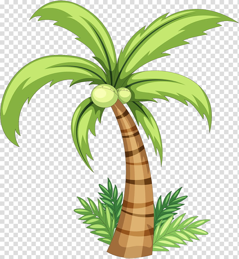 Coconut Tree Drawing, Palm Trees, Howto, Line Art, Leaf, Green, Plant, Arecales transparent background PNG clipart