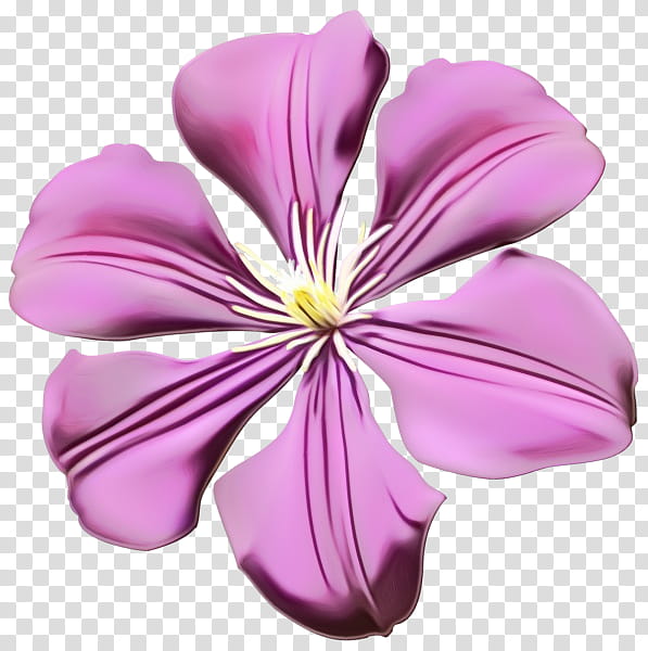 petal flower purple pink violet, Watercolor, Paint, Wet Ink, Plant, Flowering Plant, Hibiscus, Mallow Family transparent background PNG clipart