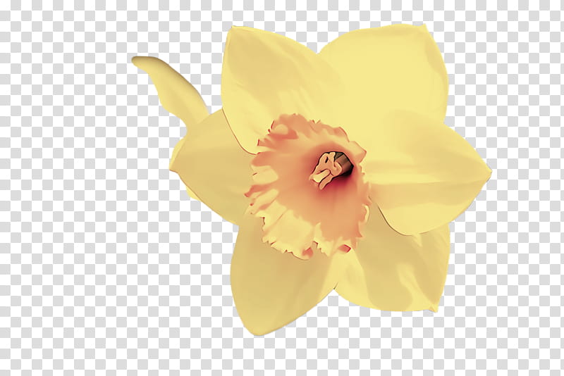 petal yellow flower plant narcissus, Pink, Amaryllis Family, Cattleya, Wildflower transparent background PNG clipart