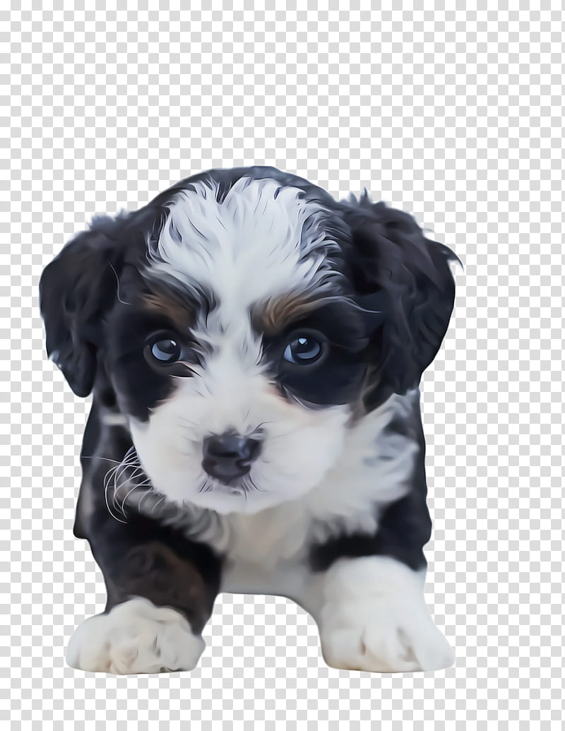 Cute, Cute Dog, Pet, Animal, Maltese Dog, Puppy, Poodle, Shih Tzu transparent background PNG clipart