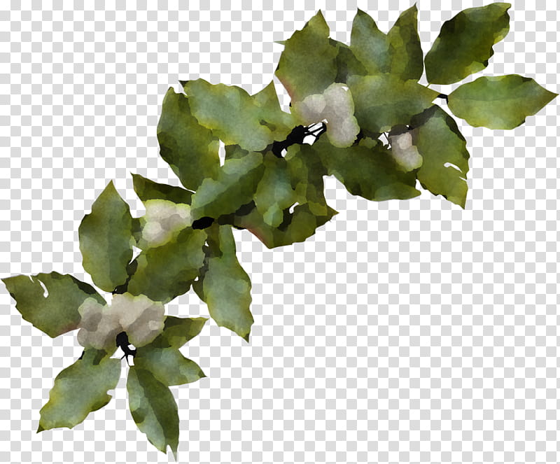 christmas holly Ilex holly, Christmas , Leaf, Flower, Plant, Tree, Branch, Ivy transparent background PNG clipart