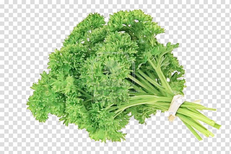 Parsley, Leaf Vegetable, Plant, Flower, Herb, Food, Culantro transparent background PNG clipart