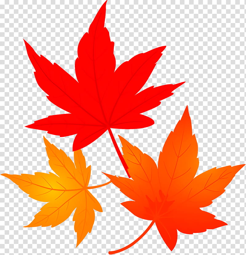 maple leaves autumn leaves fall leaves, Leaf, Maple Leaf, Tree, Red, Plant, Woody Plant, Black Maple transparent background PNG clipart