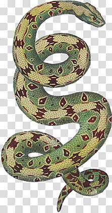 green, brown, and black snake art transparent background PNG clipart