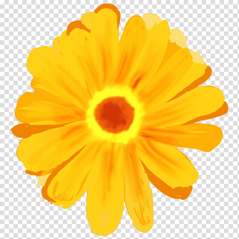 Flowers, Transvaal Daisy, Noaidea, Iceland, Yellow, English Marigold, Gerbera, Petal transparent background PNG clipart