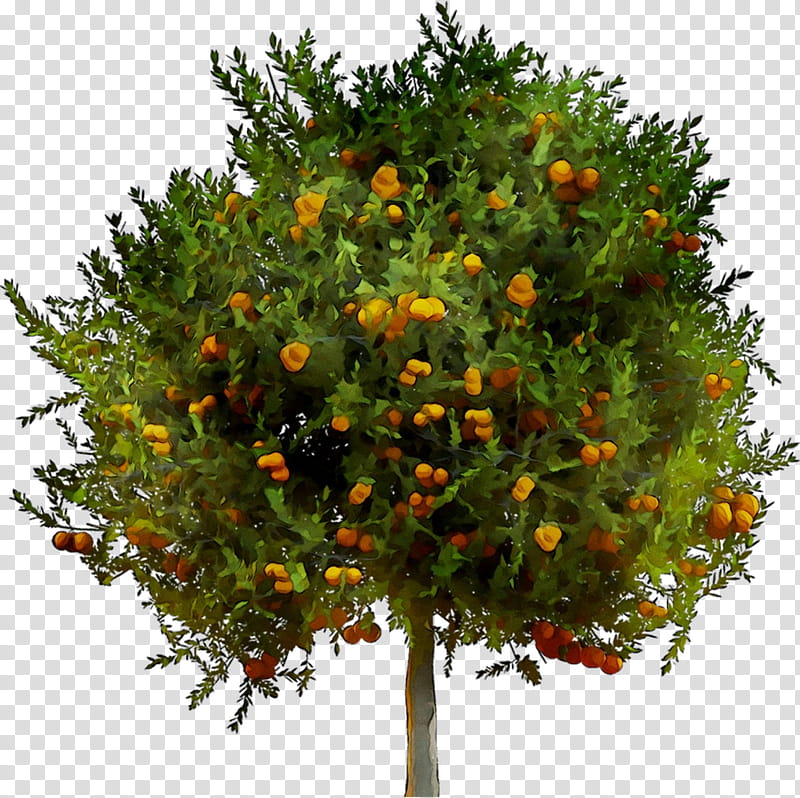 Orange Tree, Citrus, Shrub, Plant, Flower, Mandarin Orange, Woody Plant, Fruit Tree transparent background PNG clipart