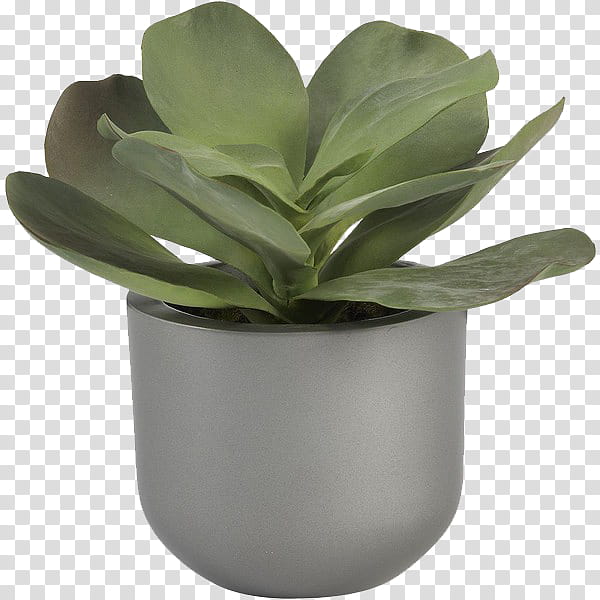 Green aesthetic, potted green plant transparent background PNG clipart
