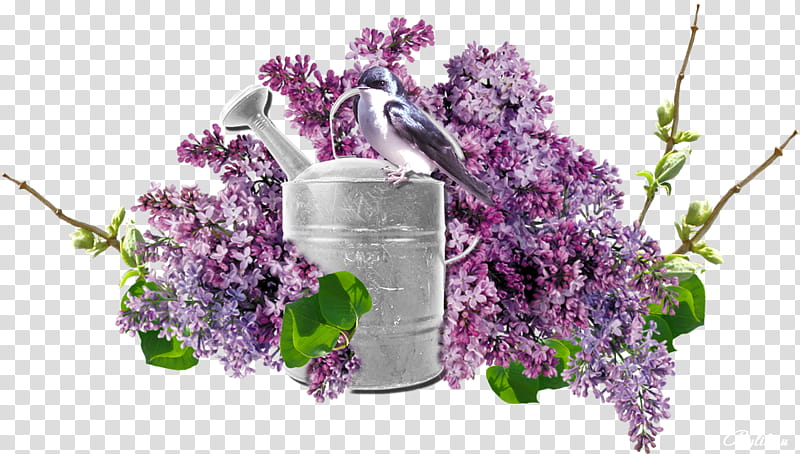 Flowers, Lilac, Vase, Purple, Common Lilac, Shrub, Cut Flowers, Lavender transparent background PNG clipart