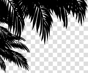 palm tree leaves clipart black and white