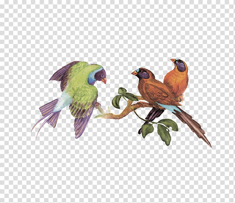 Watercolor, Bird, Parrot, Macaw, Birdcage, Thrush, Watercolor Painting, Parakeet transparent background PNG clipart