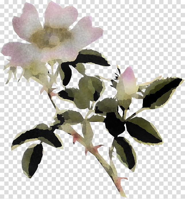 flower plant petal branch rose family, Rosa Rubiginosa, Prickly Rose, Camellia Sasanqua, Mock Orange transparent background PNG clipart