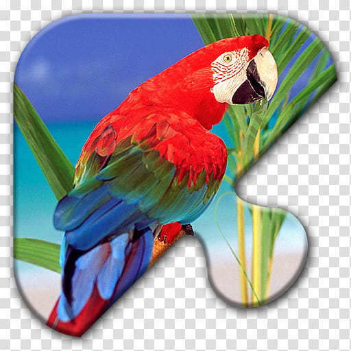 Bird Parrot, St Nicholas Day, Watch Night, Dhanteras, Bhai Dooj, Chhath Puja, Kartik Purnima, Milad Un Nabi transparent background PNG clipart